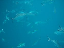 Photo taken at Tioman Marine Park. by Joanne Sim 